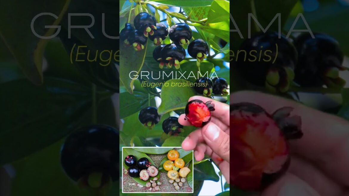 Cobain Cherry Brazil Grumichama #buah #cherry #shorts Cobain Cherry Brazil Grumichama #buah #cherry #shorts