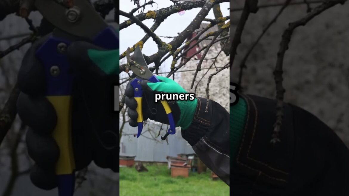 Prune Your Plants Like a Pro in 35 Seconds | Quick Gardening Tips #garden #gardening #gardeningtips