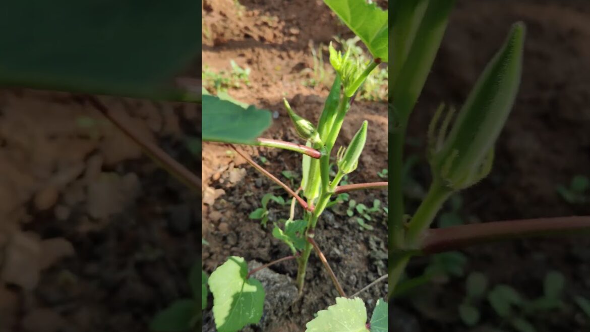 Lady Finger plant in my garden #shorts #ladyfinger #ladyfingers #plant #garden