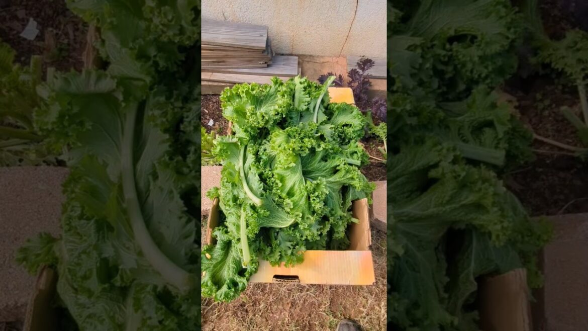 Triple Harvesting with Cut & Come Again: The Ultimate Gardening Hack