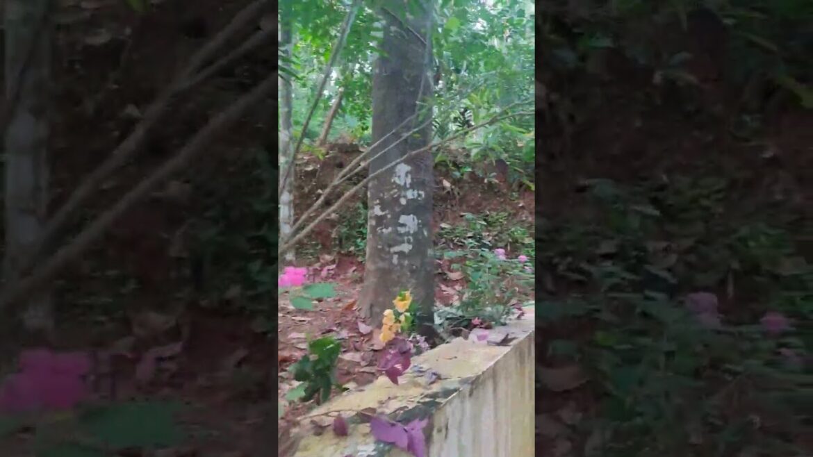 garden#youtube #reels #trends #vlog #vadakara #home #shortvideo #reels #instagramstories #instareels