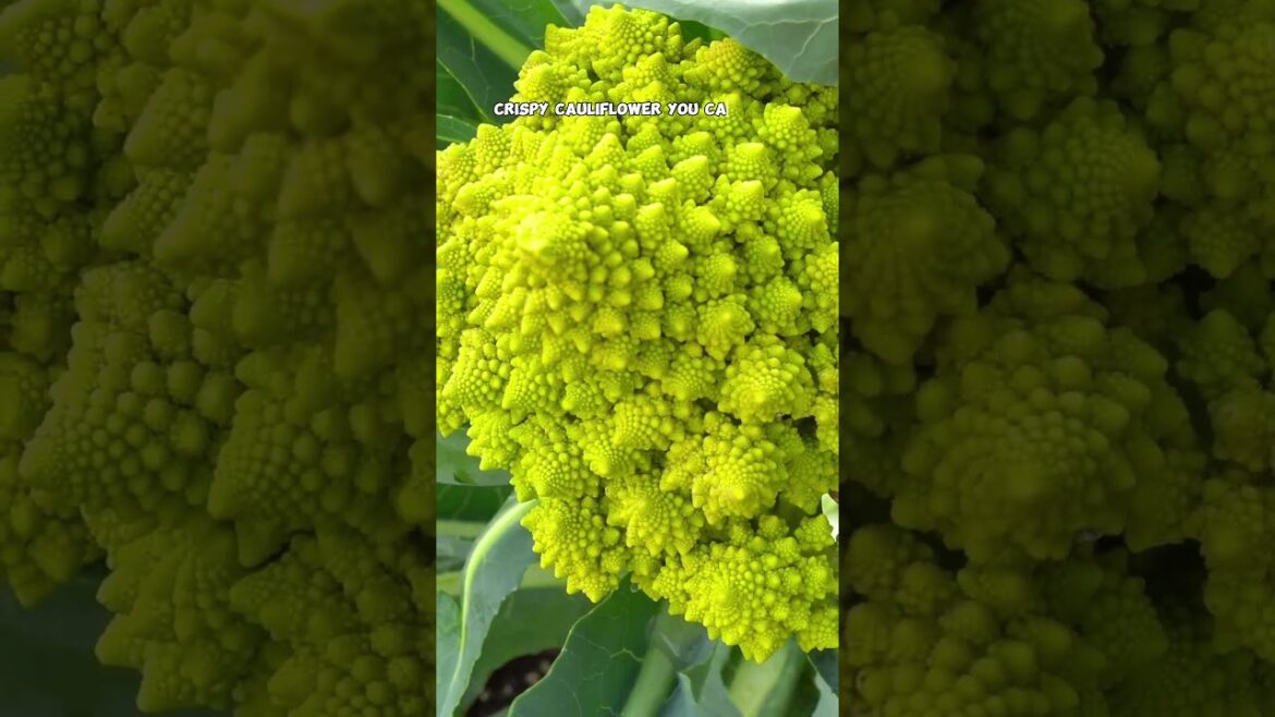 California Gardening: Grow & Harvest Romanesco: Stunning & Nutritious! Grow & Harvest Romanesco: Stunning & Nutritious!