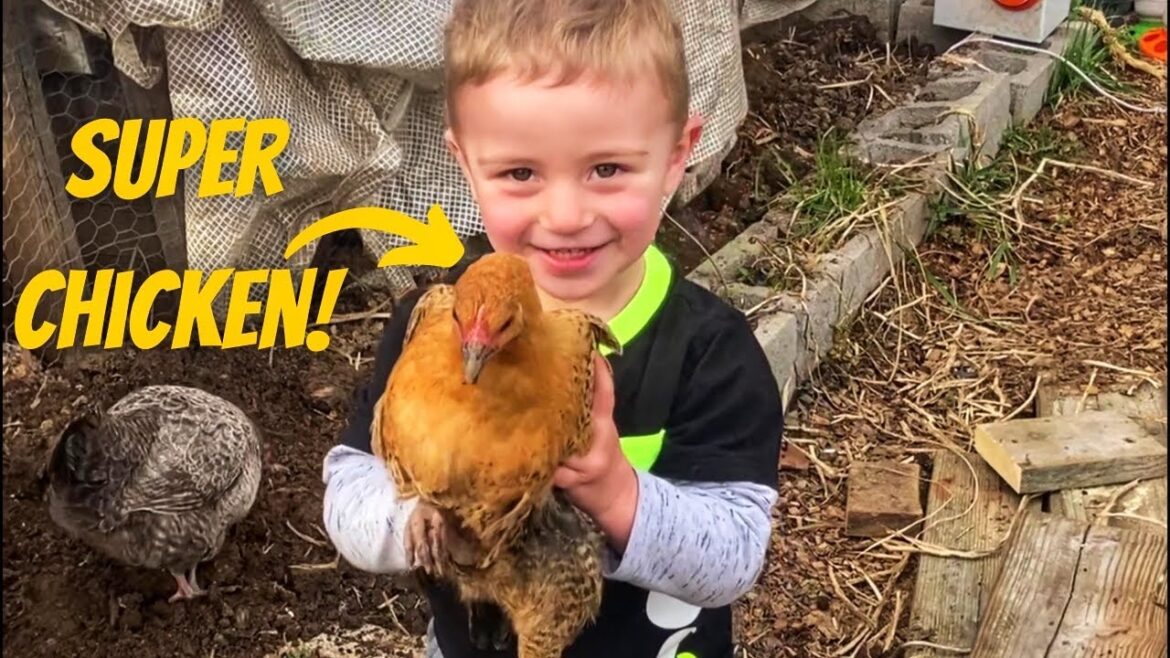 I Created a New Chicken Breed!