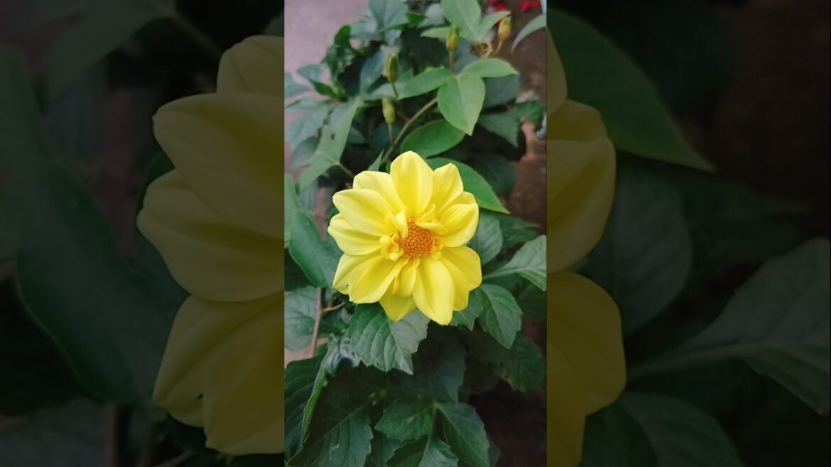 #reels #garden #gardening #design #decor #reelsviralvideos