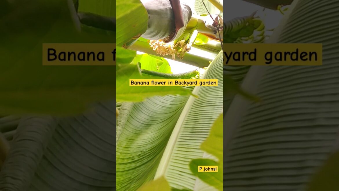 Banana Flower In Backyard Garden| #shorts #bananaflower #bananaplant Banana Flower In Backyard Garden| #shorts #bananaflower #bananaplant