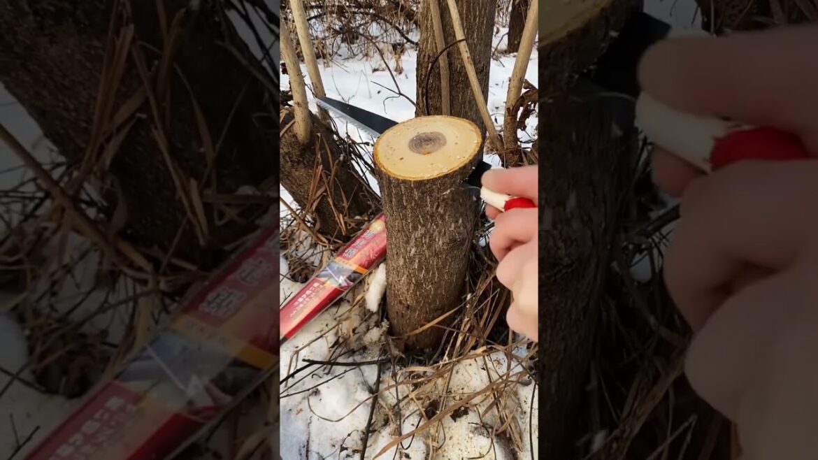 Garden tools Japanese Great White Shark Pruning Saw