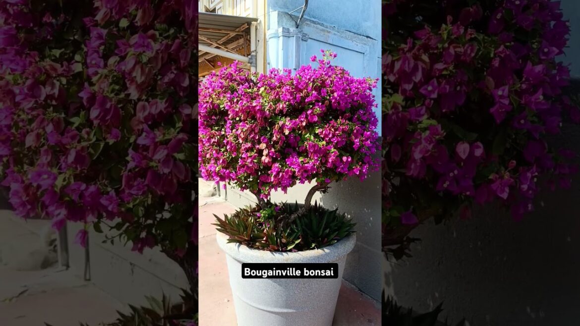Bougainville bonsai #shorts Bougainville bonsai #shorts