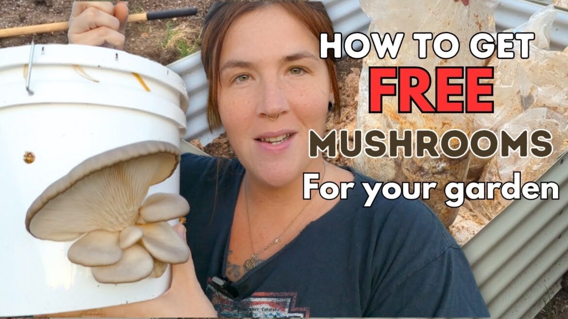 How to get FREE mushrooms for your garden in Texas! How to get FREE mushrooms for your garden in Texas!