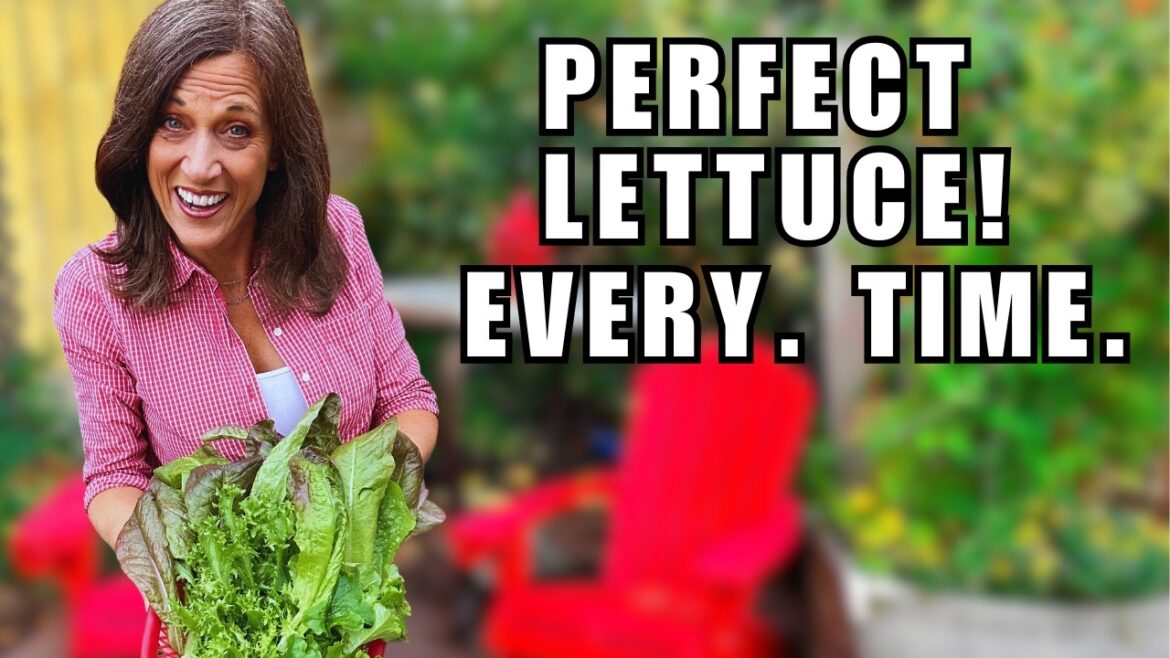 Grow Perfect Lettuce Every Time:  My Secret