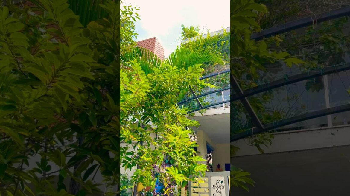 क्या से क्या हो गया 😕|| Frontyard Garden Transition #shorts #garden #entrance #plants #ytshorts