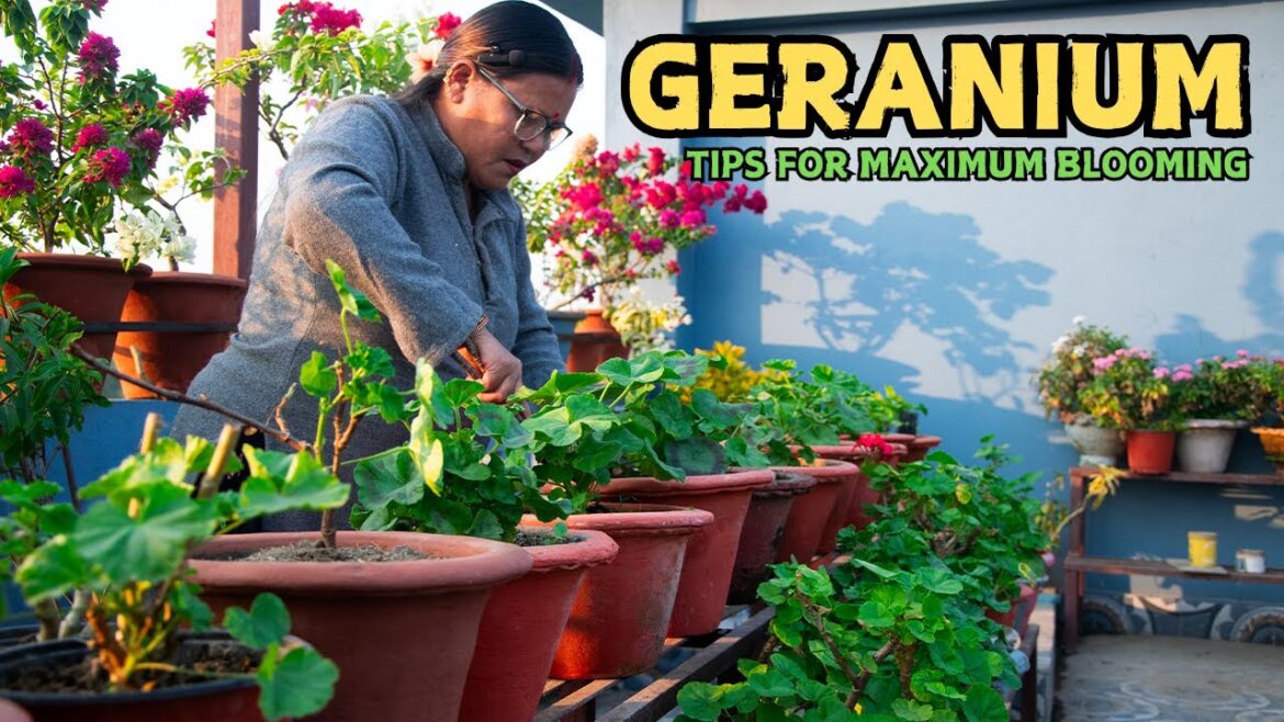 Winter Flower Growth Secrets From a Seasoned Gardener! Geranium Tips for Maximum Blooming