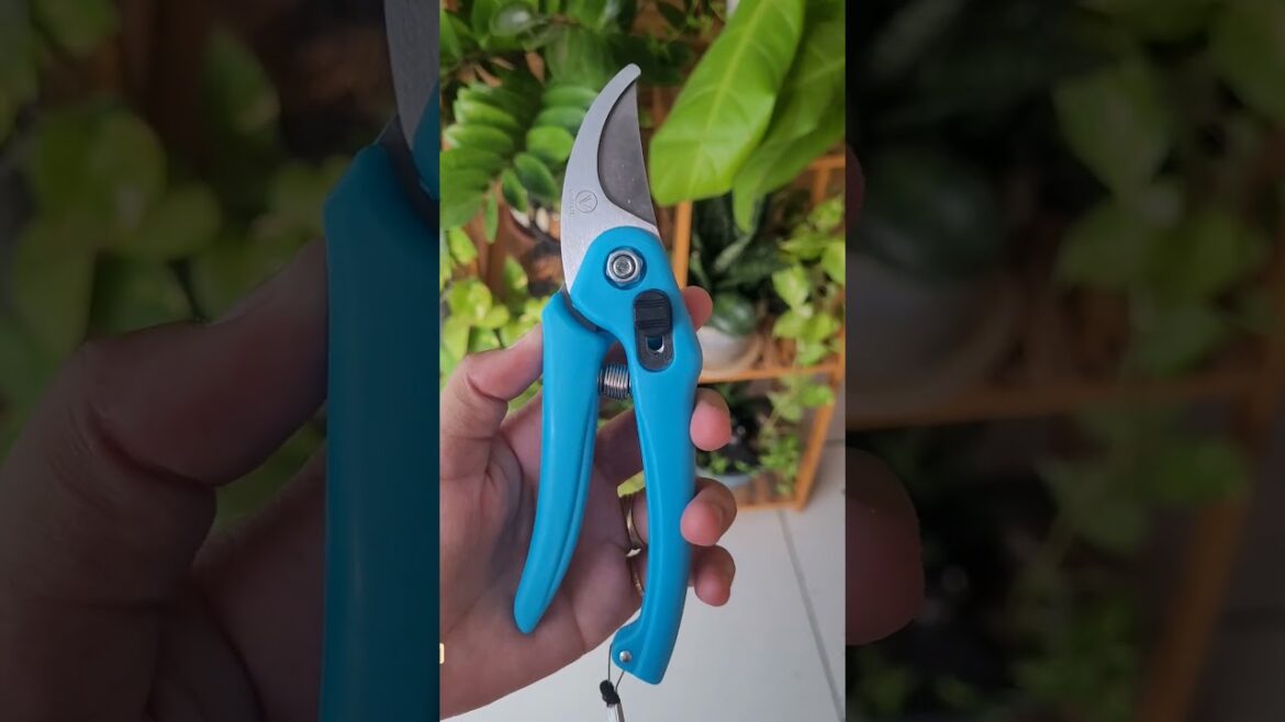 Tips to Multiply Your Plants #shorts #gardening #tools #plants