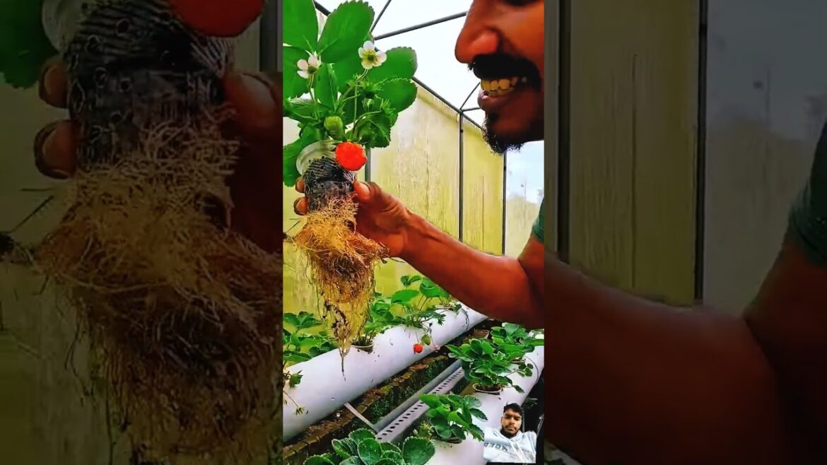 How to Grow Strawberries: Gardening Tips & Techniques How to Grow Strawberries: Gardening Tips & Techniques