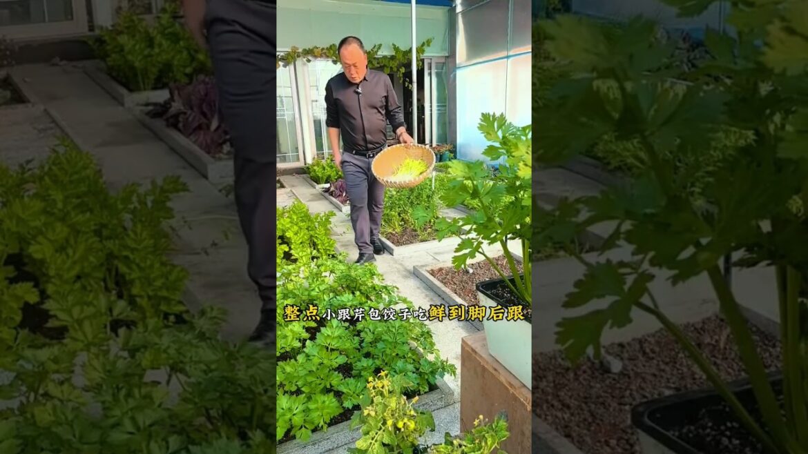 Collection and sorting of vegetables #shots #youtubeshorts