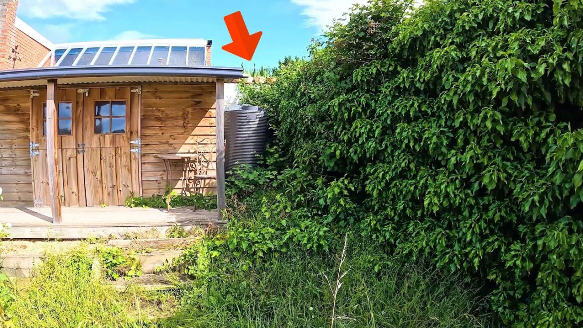 When WEEDS Take Over the ENTIRE Backyard! ULTIMATE Cleanup Mission