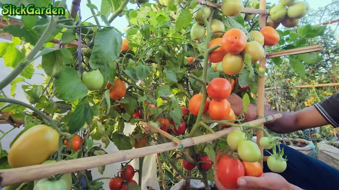 Grow Tomatoes Anywhere! 4 Must-Try Container Gardening Methods