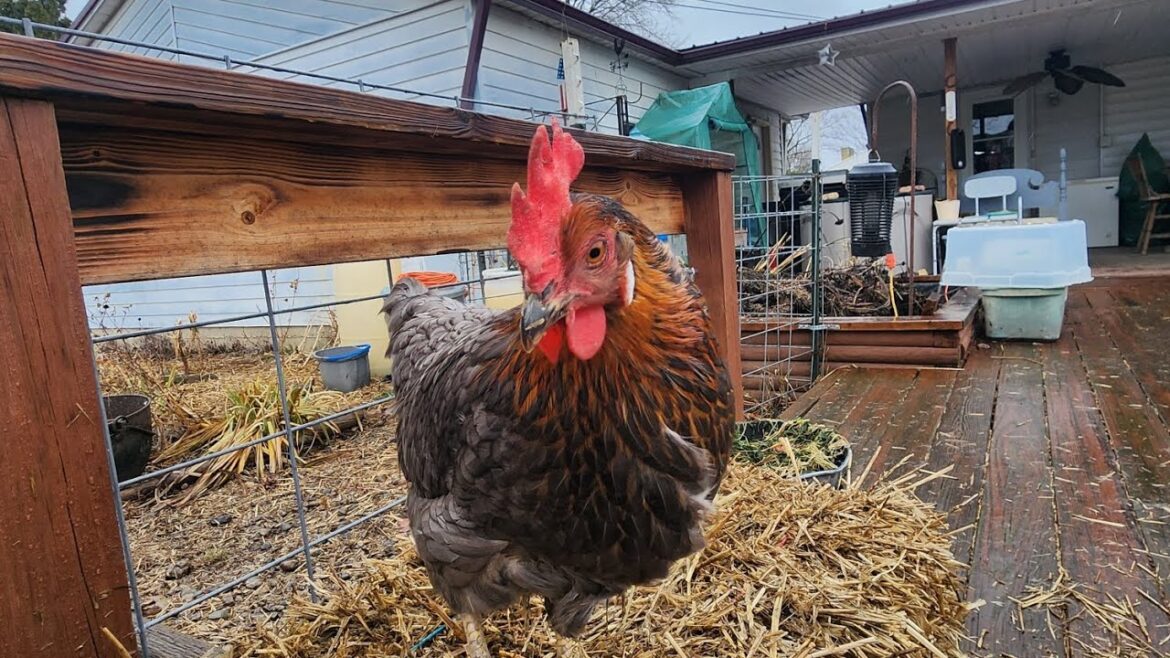 Composting, Garden Tour, and Future Coop Plans