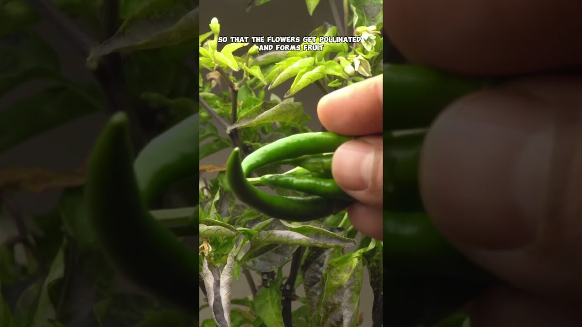 California Gardening: Best Indoor Plants: Cherry Tomatoes, Bird’s Eye Chili & Cilantro! Best Indoor Plants: Cherry Tomatoes, Bird's Eye Chili & Cilantro!