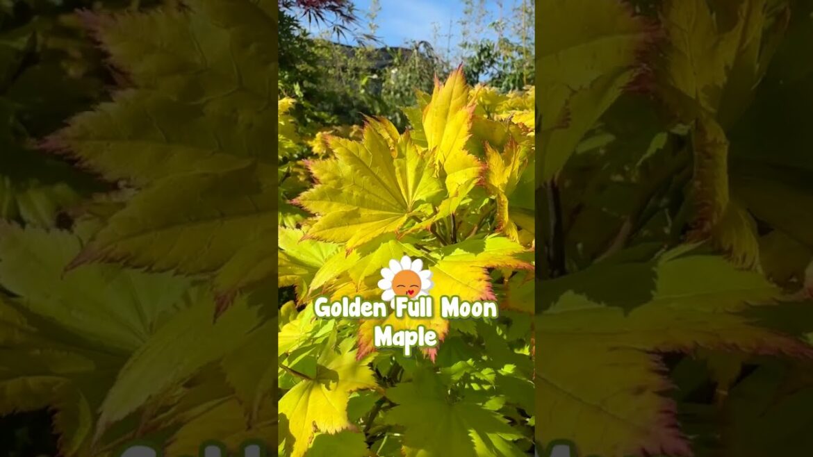 We Are Offering the Biggest Selection of Japanese Maples in All of Victoria.