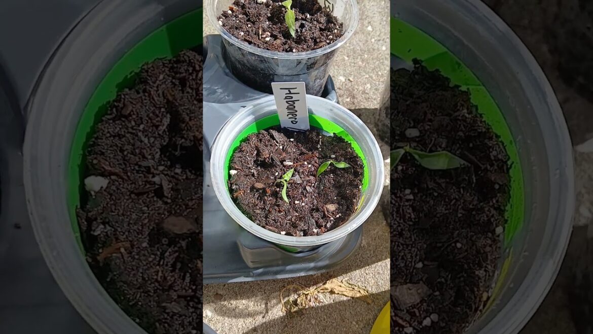 Don't make this same mistake when watering your pepper plants!!!