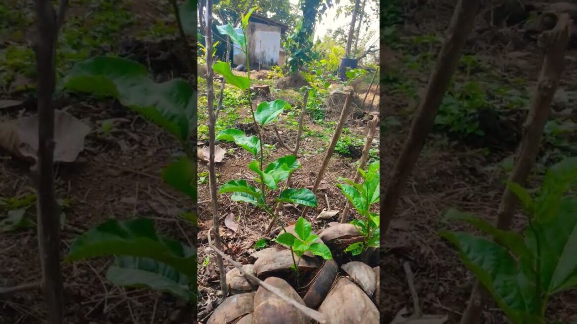 plants growing #shorts