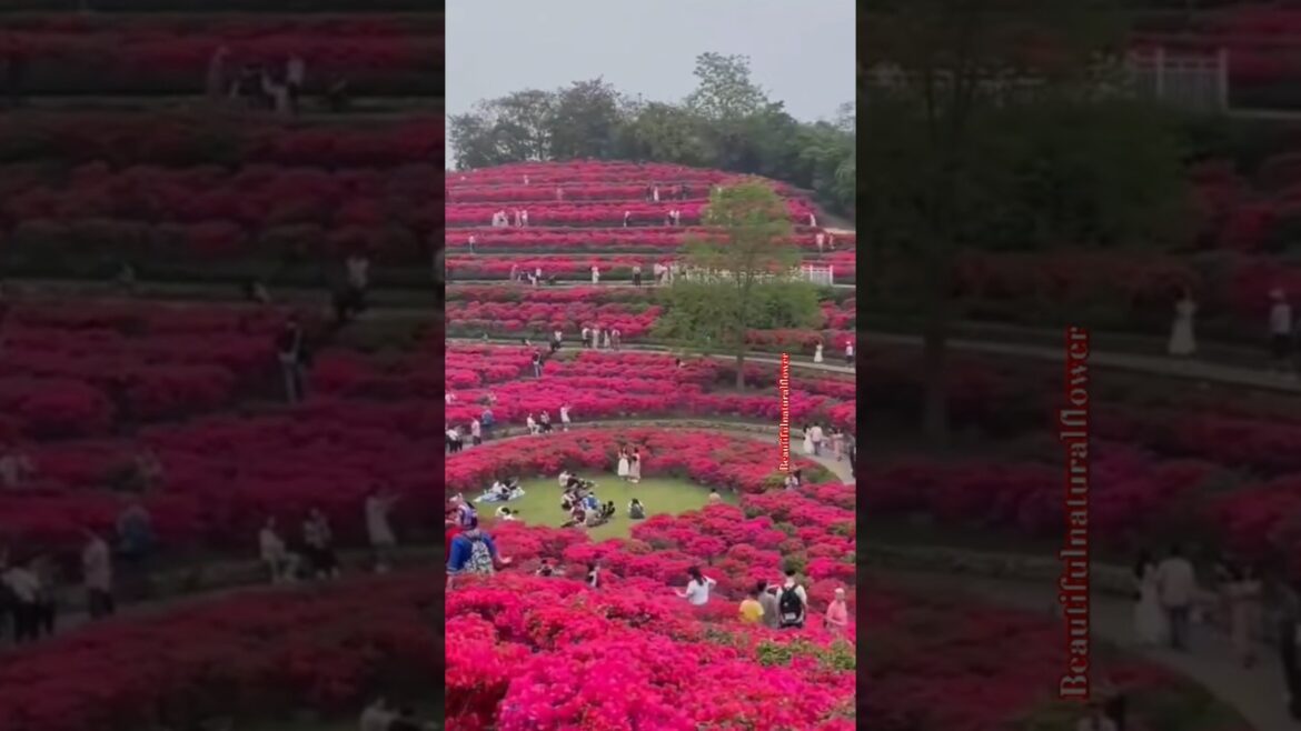Beautiful natural flower park#flowers #roseflowergarden #beautifulflowers #nature #love #rose #viral Beautiful natural flower park#flowers #roseflowergarden #beautifulflowers #nature #love #rose #viral