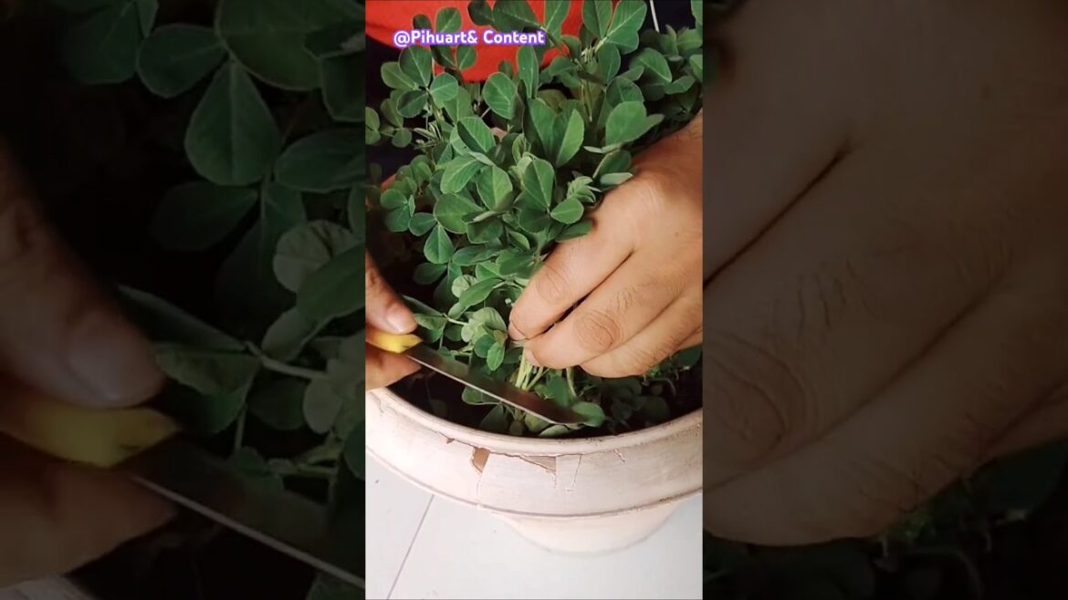 Diy | Balcony Gardening | Winter Vegetable In Pot | Fresh Cutting Vege #youtubeshort  #gardening