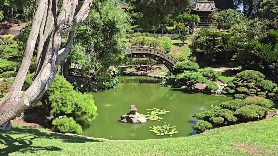 Japanese Garden at the Huntington Library - San Marino - September 5, 2024