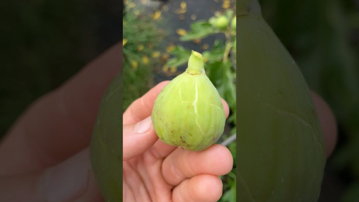 Montanha Verde - AKA Hivernenca #fig #figtree #figboss #gardeningtips #fruittrees