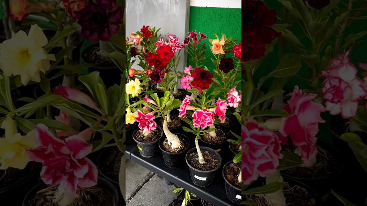 Multi colour Adenium Plant || Desert Rose|| Adenium Grafting #shortvideo #shorts #garden #gardening Multi colour Adenium Plant || Desert Rose|| Adenium Grafting #shortvideo #shorts #garden #gardening