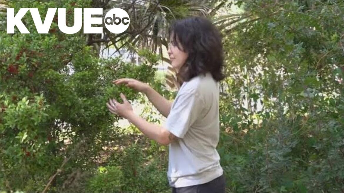 Festival Beach Food Forest expanding in East Austin Festival Beach Food Forest expanding in East Austin