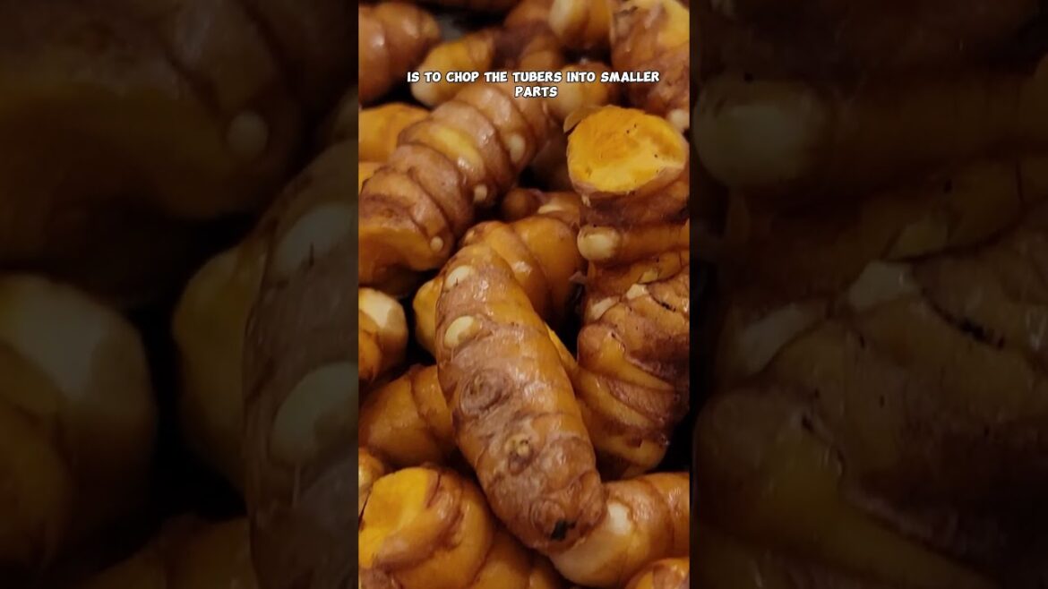 California Gardening: DIY Turmeric Powder: Home-Grown Goodness! DIY Turmeric Powder: Home-Grown Goodness!