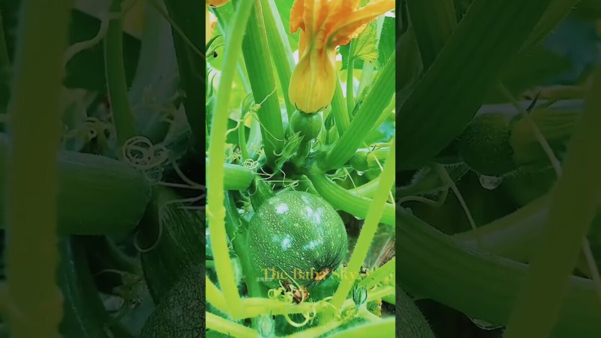 Do You know These Beautiful Fruits Name ? #Shorts # fruits #Vegetables #The Baba Sky