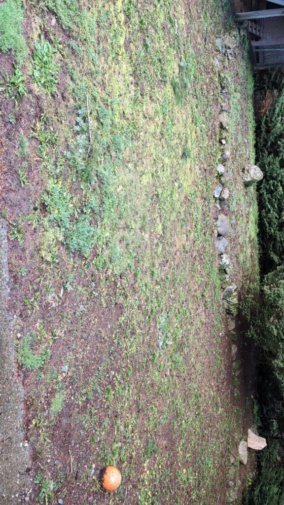 How would you even start to turn this back into a yard?