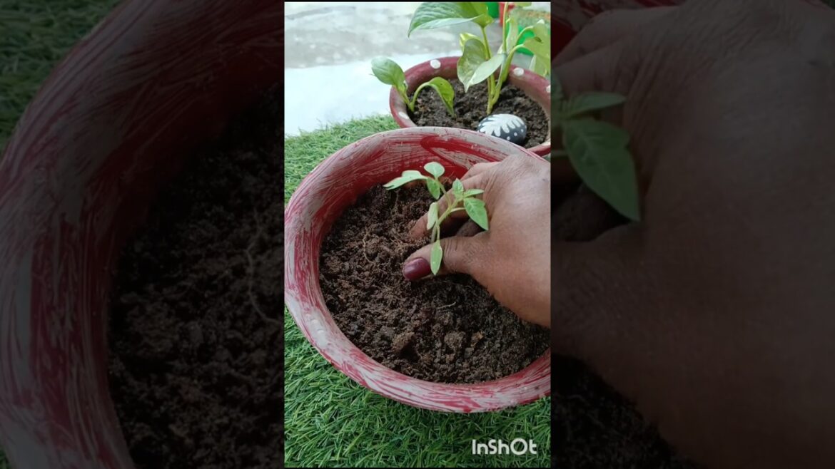 आज बादल हो गए मेहरबान #gardening #plants #tamato #saplings @Sunitakitchen10 आज बादल हो गए मेहरबान #gardening #plants #tamato #saplings @Sunitakitchen10