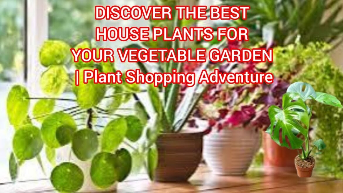 DISCOVER THE BEST HOUSE PLANTS FOR YOUR VEGETABLE GARDEN | Plant Shopping Adventure DISCOVER THE BEST HOUSE PLANTS FOR YOUR VEGETABLE GARDEN | Plant Shopping Adventure