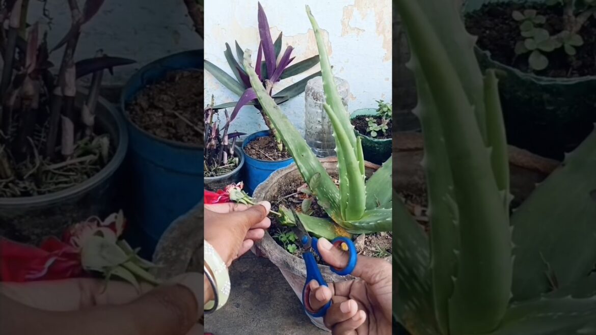 Best method of propagate rose plants from cuttings using turmeric powder🌹#viralshort #viralvideo Best method of propagate rose plants from cuttings using turmeric powder🌹#viralshort #viralvideo