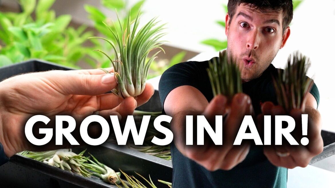 MIgardener: This AMAZING Plant GROWS Without SOIL! This AMAZING Plant GROWS Without SOIL!