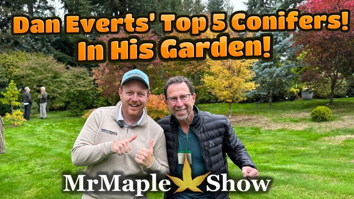 Top 5 Conifers in Dan Everts’ Garden! Top 5 Conifers in Dan Everts’ Garden!