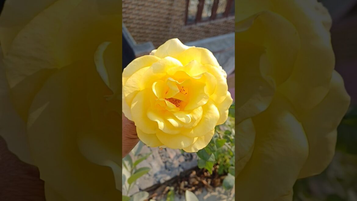 गुलाब #terrace garden Chand #youtubeshorts #subscribe #hometerrace #homedecor #Home idea #viralvideo