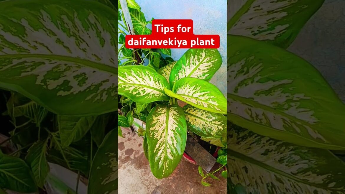 Dieffenbechia plant care#tips #gardenplants #garden#gardeningtips #tricks#dieffenbachia Dieffenbechia plant care#tips #gardenplants #garden#gardeningtips #tricks#dieffenbachia