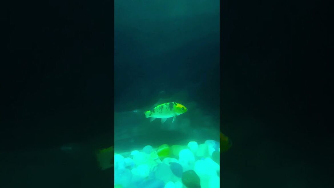 The Insane World of Japanese Koi Fish