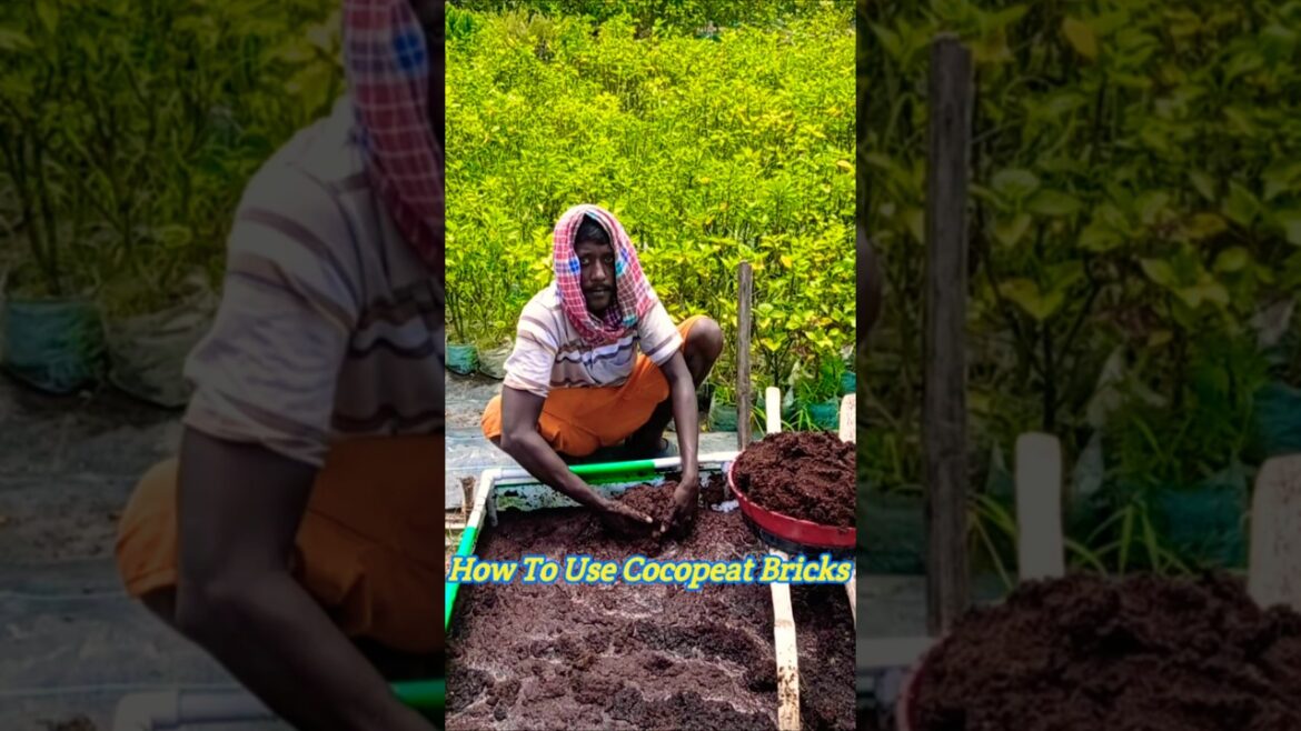 How to Prepare Cocopeat Bricks for Gardening #shorts How to Prepare Cocopeat Bricks for Gardening #shorts