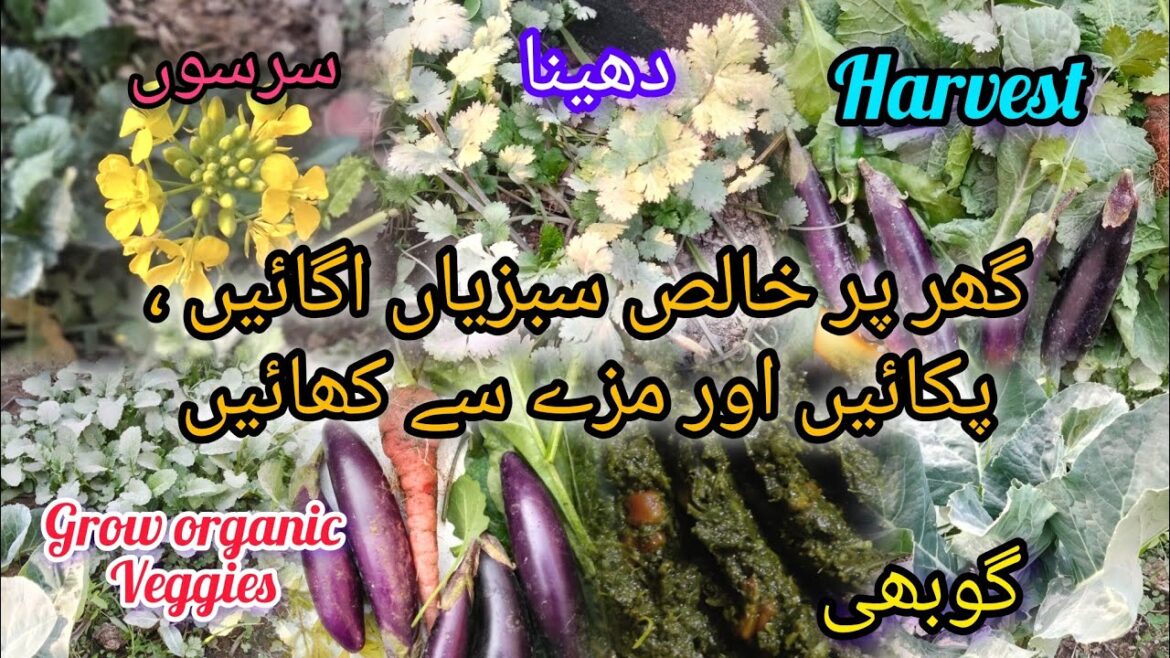 Organic Veggies Harvest|Grow Organic Eat Organic |Ghr ki Taza sabzian