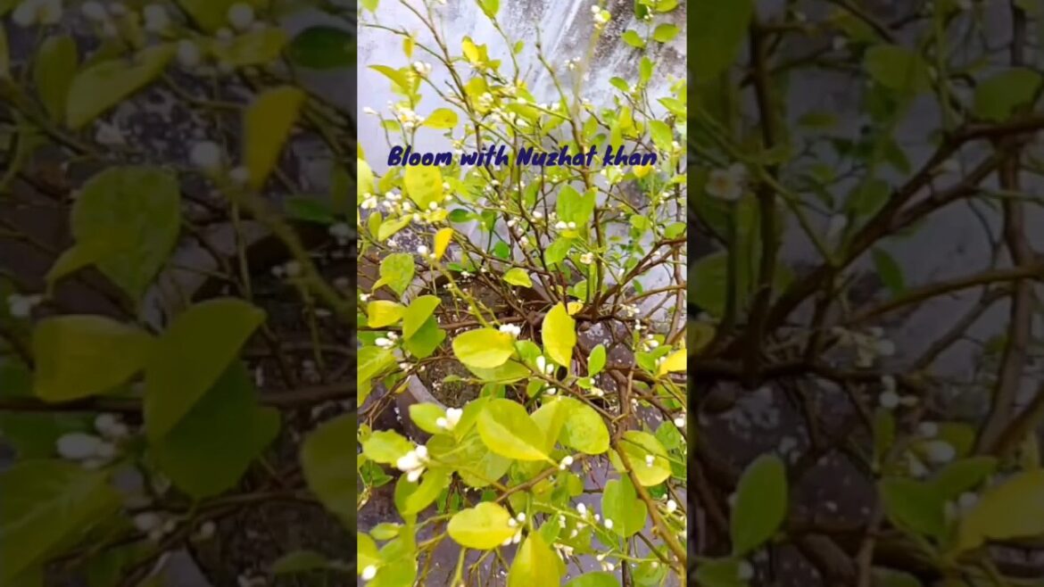 #Mini garden#The Most Popular Mini Garden Trends 🌿💚#shorts#trending