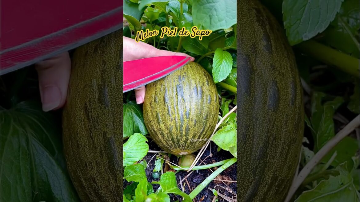 MELON Piel de Sapo #shorts #satisfying #fruitcutting #fruit #melon #enjoy