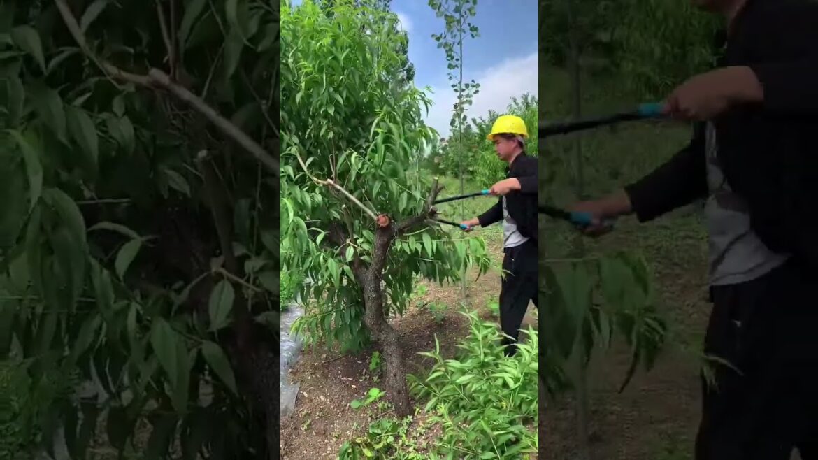 Rough Branch Shears #Gardening Tools #Fruit Tree Pruning#viralvideo #youtubeshorts #trending #shorts
