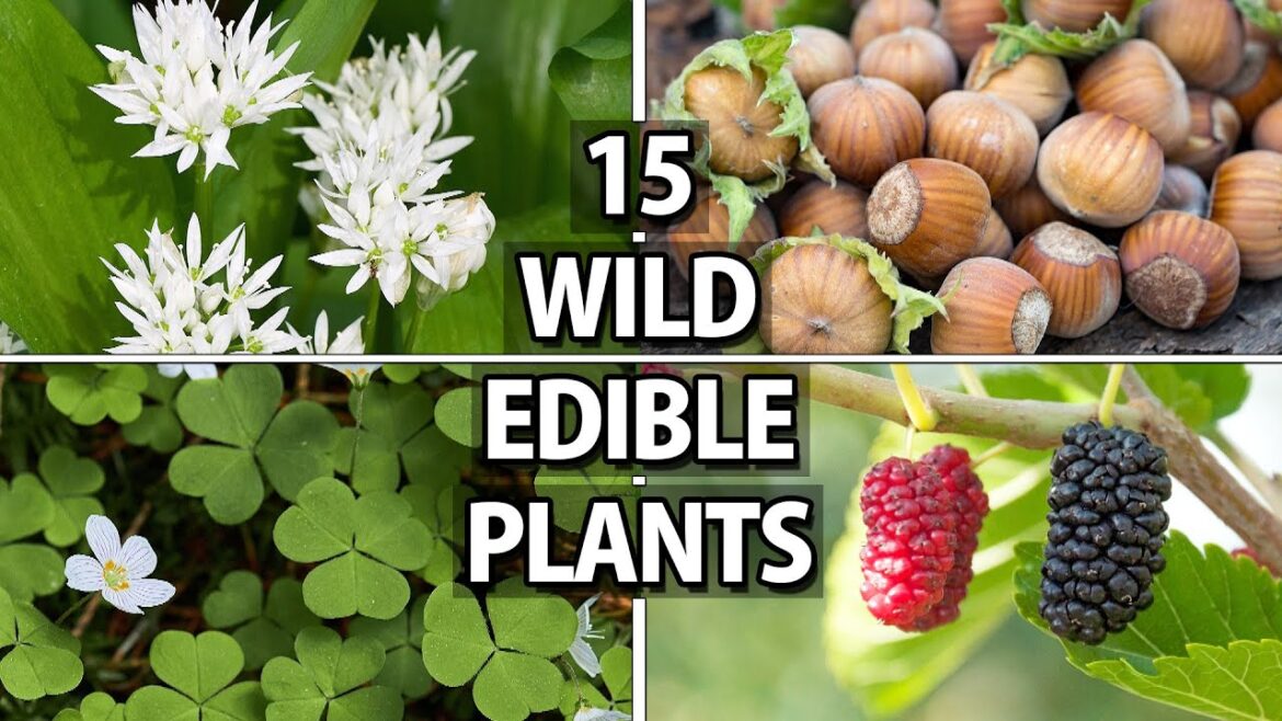 15 Wild Edible Plants for Wilderness Survival