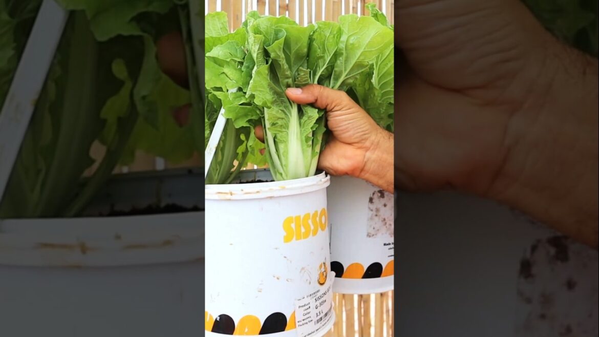 Container garden- Growing vegetables in hanging pots at home
