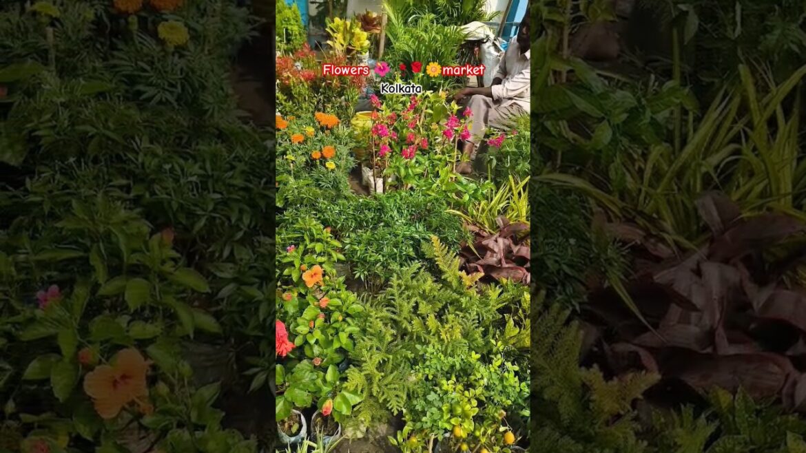 Flowers market kolkata #flowers #shortvideo #ytshorts #subscribemychannel